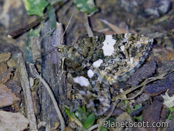 Elegant Carpet (Chrysolarentia phaedra)