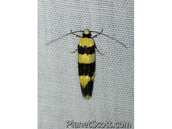 Timber Moth (Lichenaula arisema)