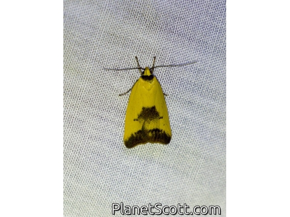 Concealer Moth (Ageletha hemiteles)