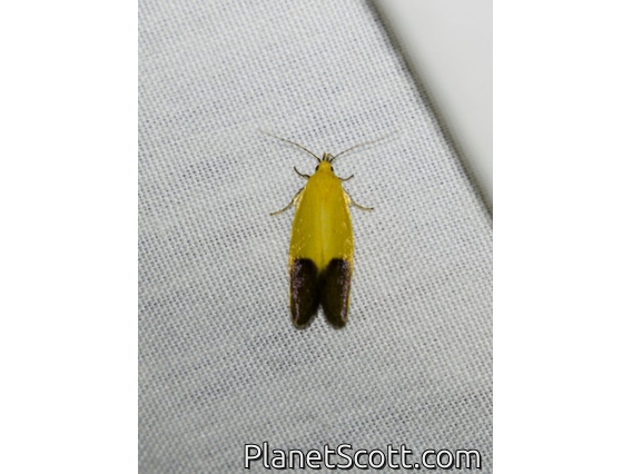 Concealer Moth (Merocroca sp)