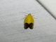 Concealer Moth (Merocroca sp)