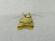 Concealer Moth (Heteroteucha anthodora)