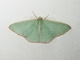Australian Red-fringed Emerald (Chlorocoma vertumnaria)