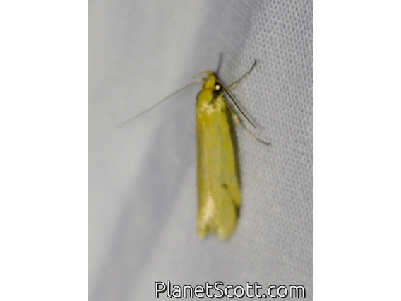 Concealer Moth (Philobota protecta)