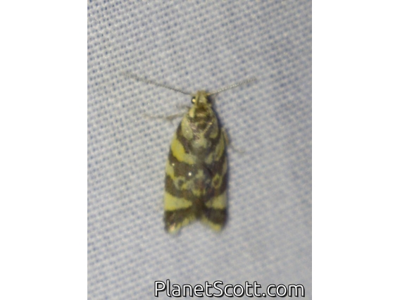 Concealer Moth (Oecophoridae sp)
