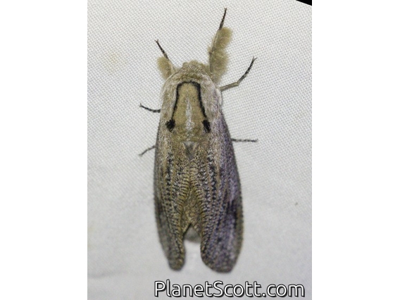 Leopard Moth (Endoxyla lituratus)