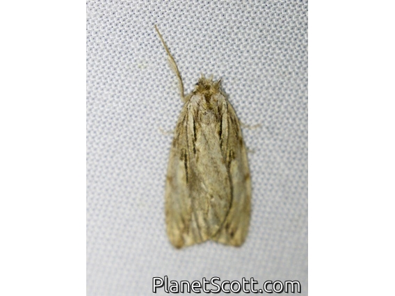 Prominent Moth (Ecnomodes sagittaria)