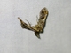 Pyralid Snout Moth (Pyralidae sp)