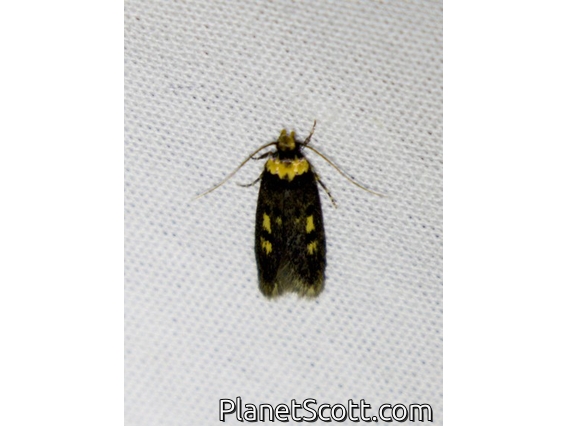 Concealer Moth (Oecophoridae sp)