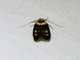 Concealer Moth (Oecophoridae sp)