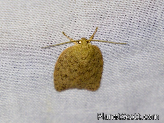 Concealer Moth (Oecophoridae sp)