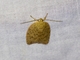 Concealer Moth (Oecophoridae sp)