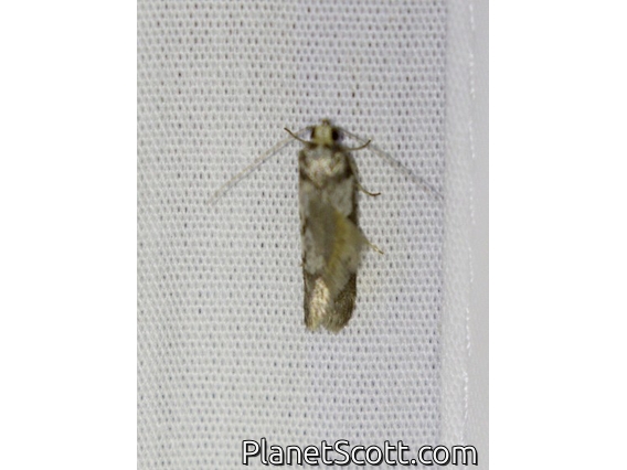 Concealer Moth (Oecophoridae sp)