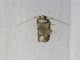 Concealer Moth (Oecophoridae sp)