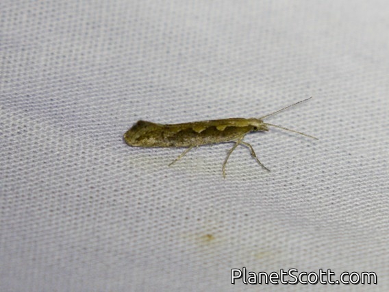 Diamondback Moth (Plutella xylostella)
