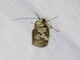 Concealer Moth (Oecophoridae sp)