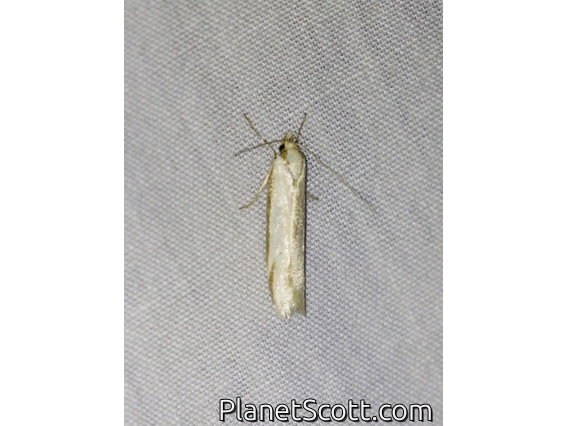 Concealer Moth (Oecophoridae sp)