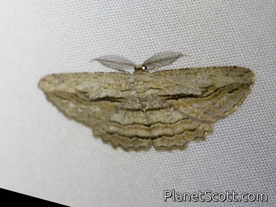White-patch Bark Moth (Scioglyptis lyciaria)