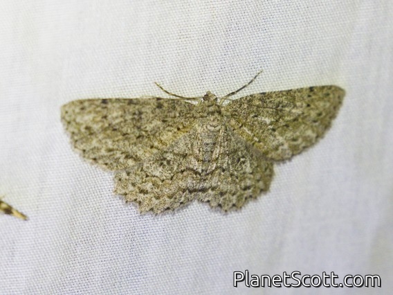 Ringed Bark Moth (Ectropis fractaria)