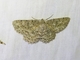 Ringed Bark Moth (Ectropis fractaria)