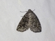 Geometer Moth (Dysbatus singularis)
