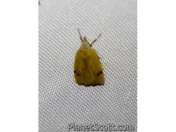 Concealer Moth (Tortricopsis uncinella)