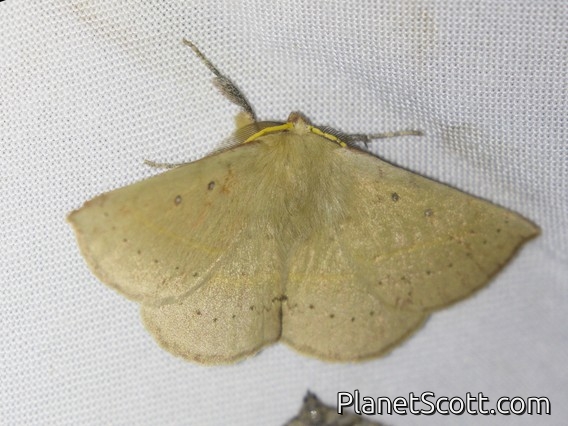 Common Anthelid Moth (Anthela acuta)