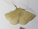 Common Anthelid Moth (Anthela acuta)