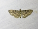 Australian Pug Moth (Chloroclystis filata)