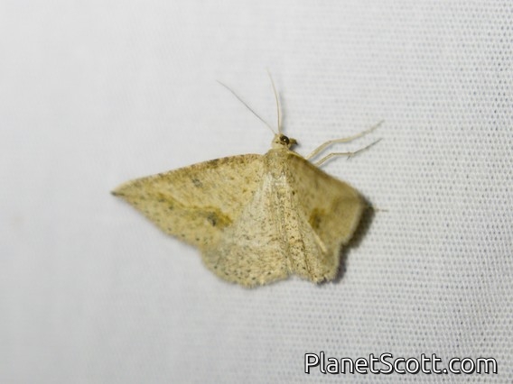 Taxeotis Moth (Taxeotis perlinearia)