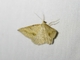 Taxeotis Moth (Taxeotis perlinearia)