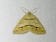 Angle Moth (Parosteodes fictiliaria)