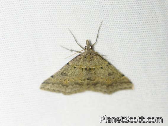 Geometer Moth (Dichromodes sp)