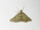 Geometer Moth (Dichromodes sp)