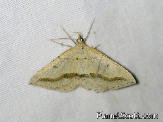 Geometer Moth (Taxeotis stereospila)