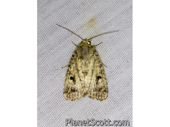 Cutworm Moth (Thoracolopha verecunda)