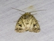 Cutworm Moth (Thoracolopha verecunda)