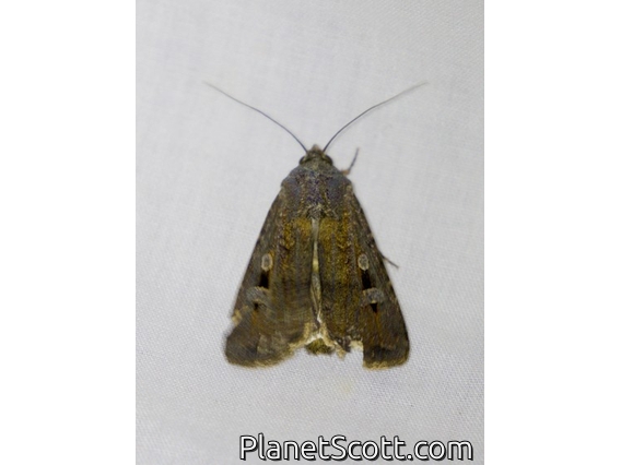 Bogong Moth (Agrotis infusa)