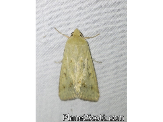 Native Budworm (Helicoverpa punctigera)