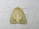 Native Budworm (Helicoverpa punctigera)