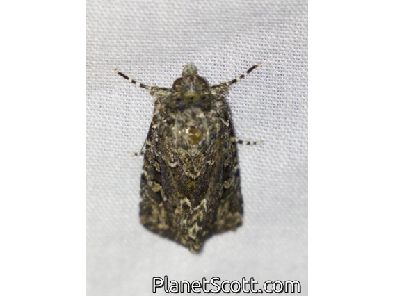 Cutworm Moth (Ectopatria horologa)