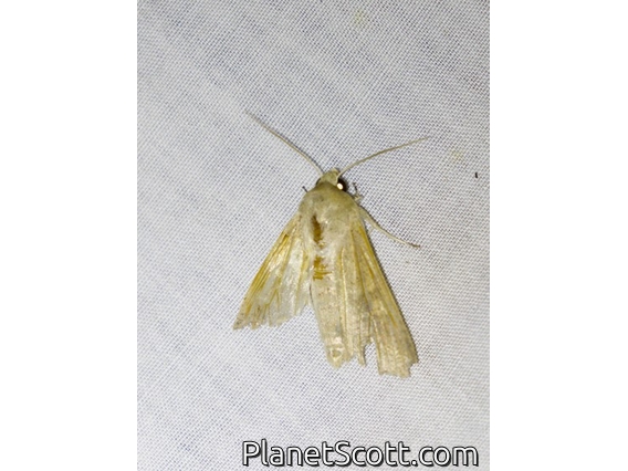 Wainscot Moth (Leucaniini sp)