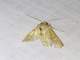 Cutworm Moth (Noctuidae sp)