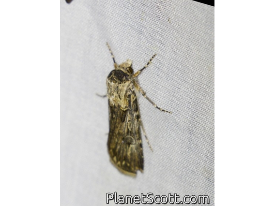 Brown Cutworm (Agrotis munda)