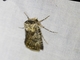 Brown Cutworm (Agrotis munda)