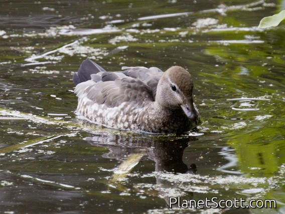 Maned Duck (Chenonetta jubata) - Female