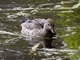 Maned Duck (Chenonetta jubata) - Female