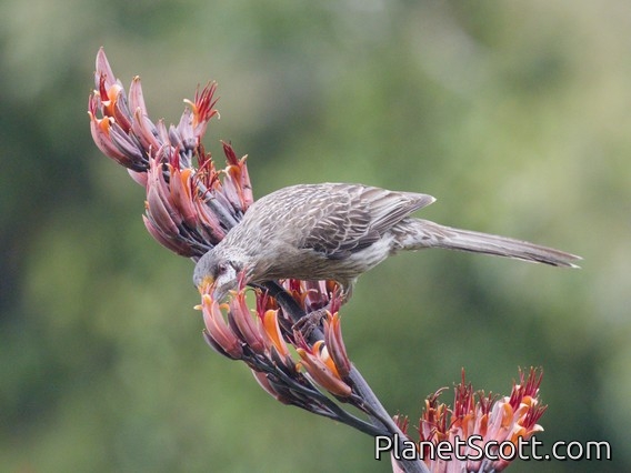 Red Wattlebird (Anthochaera carunculata)