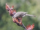 Red Wattlebird (Anthochaera carunculata)