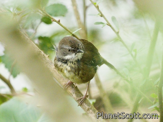 White-browed Scrubwren (Sericornis frontalis)